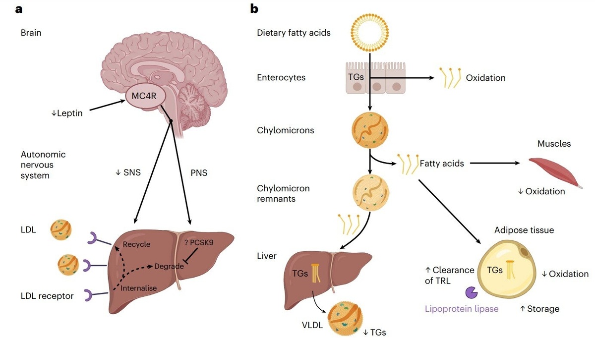    Модель изменений липидного обмена, наблюдаемых у людей с дефицитом MC4R.Nature Medicine