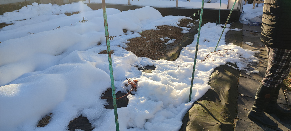 Вот где-то там под снегом лежит мой виноград.... 