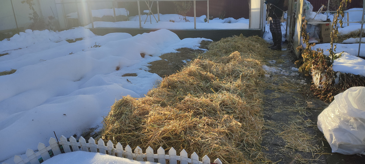 Надеюсь мой виноград всё же перезимуем под таким соломенным укрытием. 