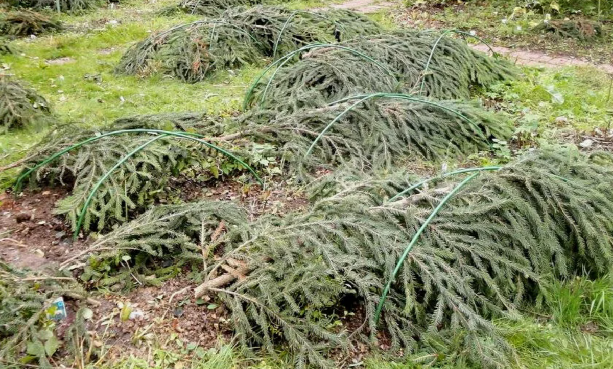 укрытие лапником