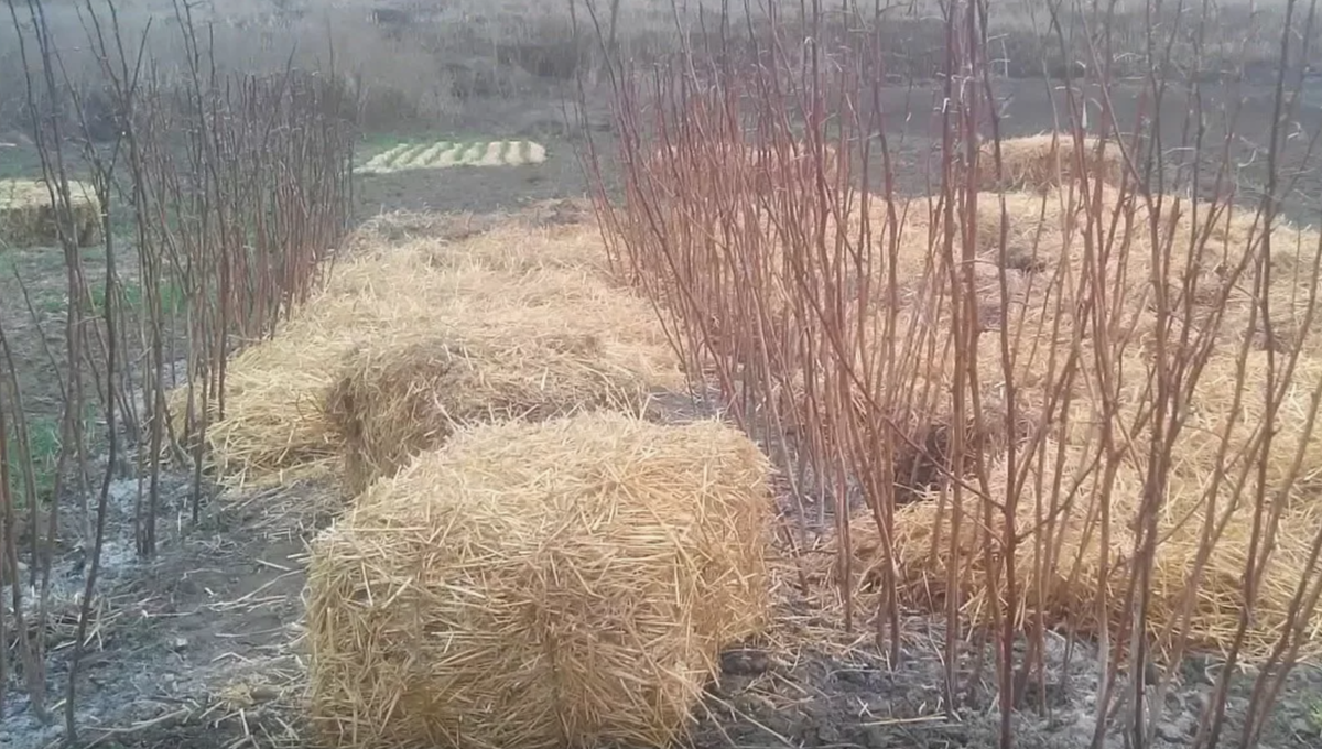 Малина: укрытие без агроволокна и проволоки