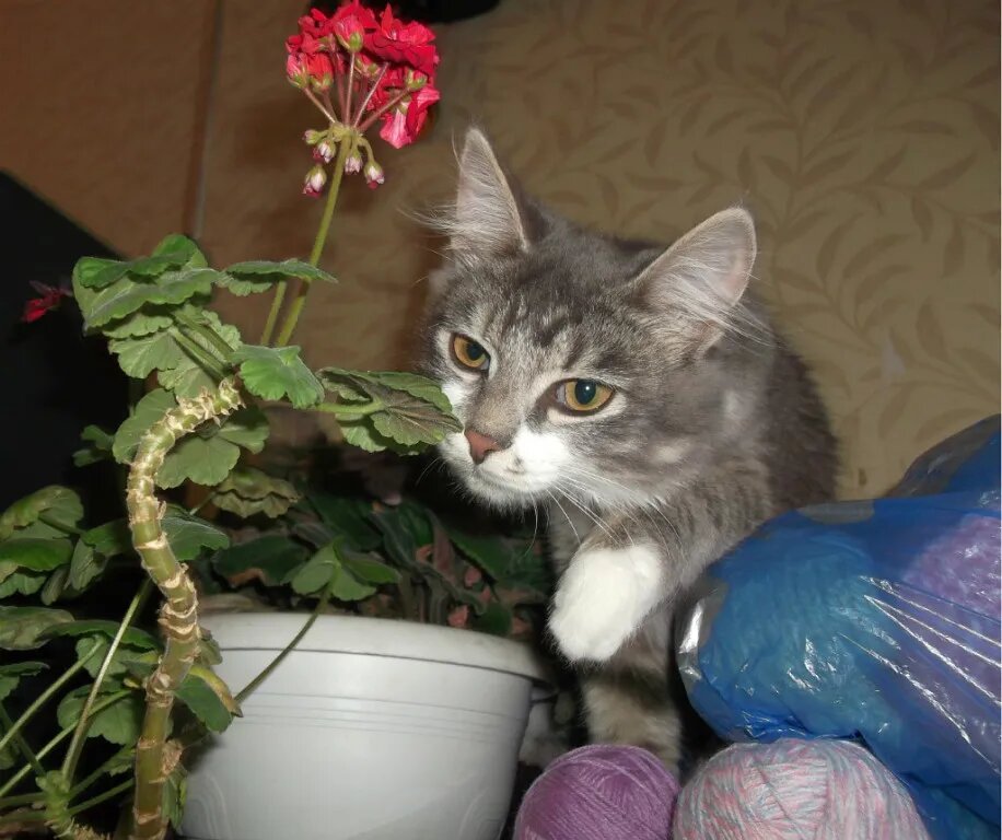 Маленькая Котя в общаге