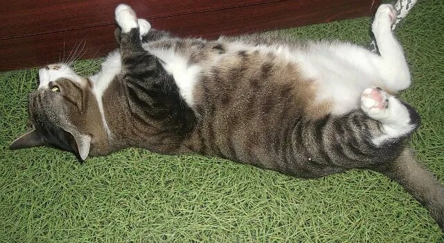 Василий Дмитрич был старше моей дочки