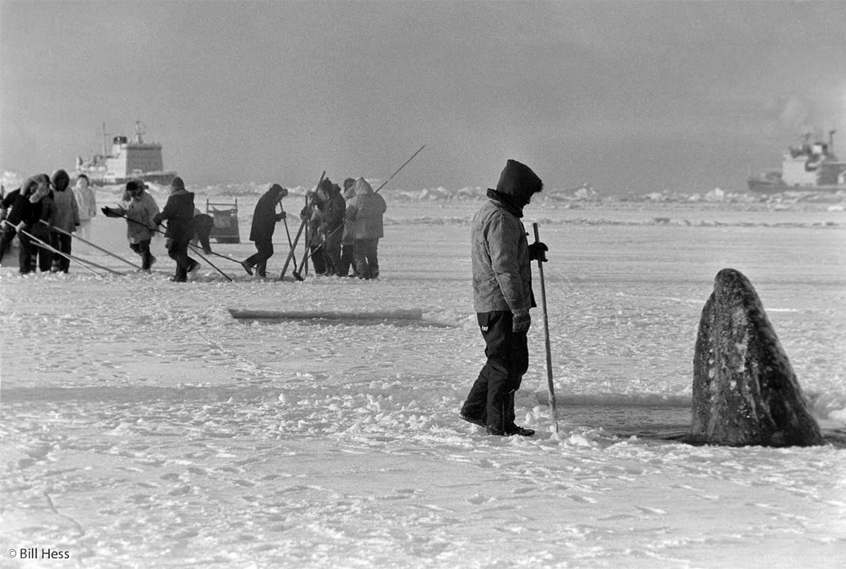 Спасение китов у берегов Аляски. Фото музейного архива