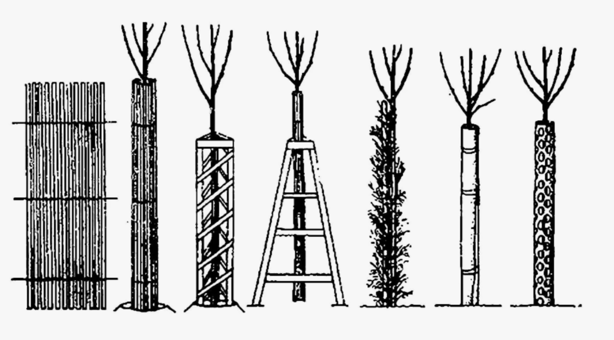 защита стовол молодых деревьев и кустарников