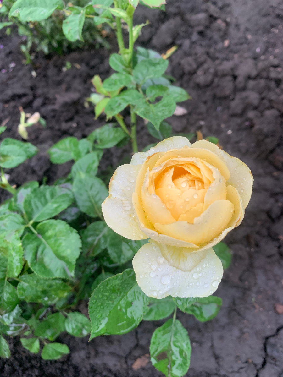 роза Джульетта, все фото автора