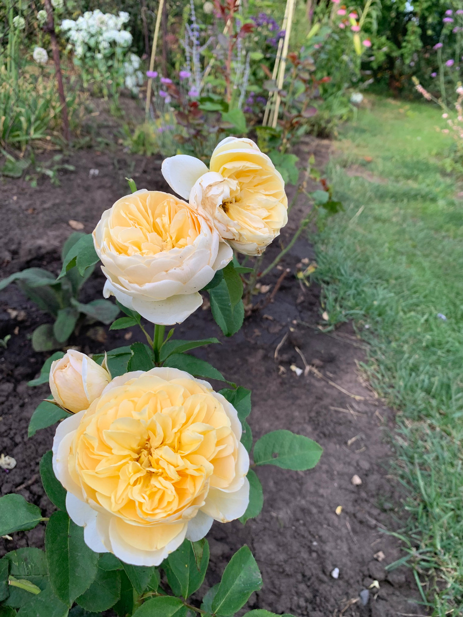 роза Джульетта