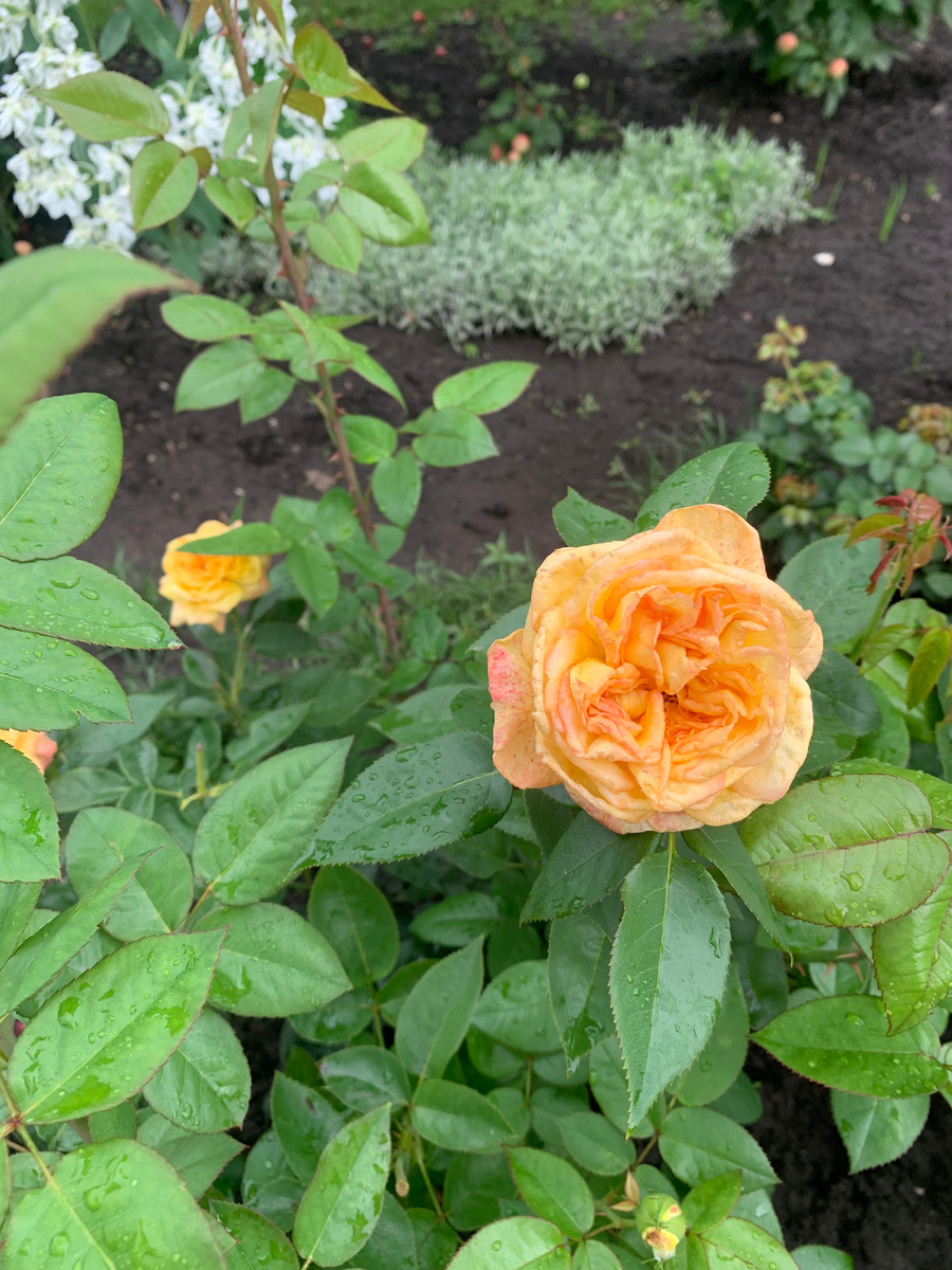 роза Анри Дельбар, все фото автора