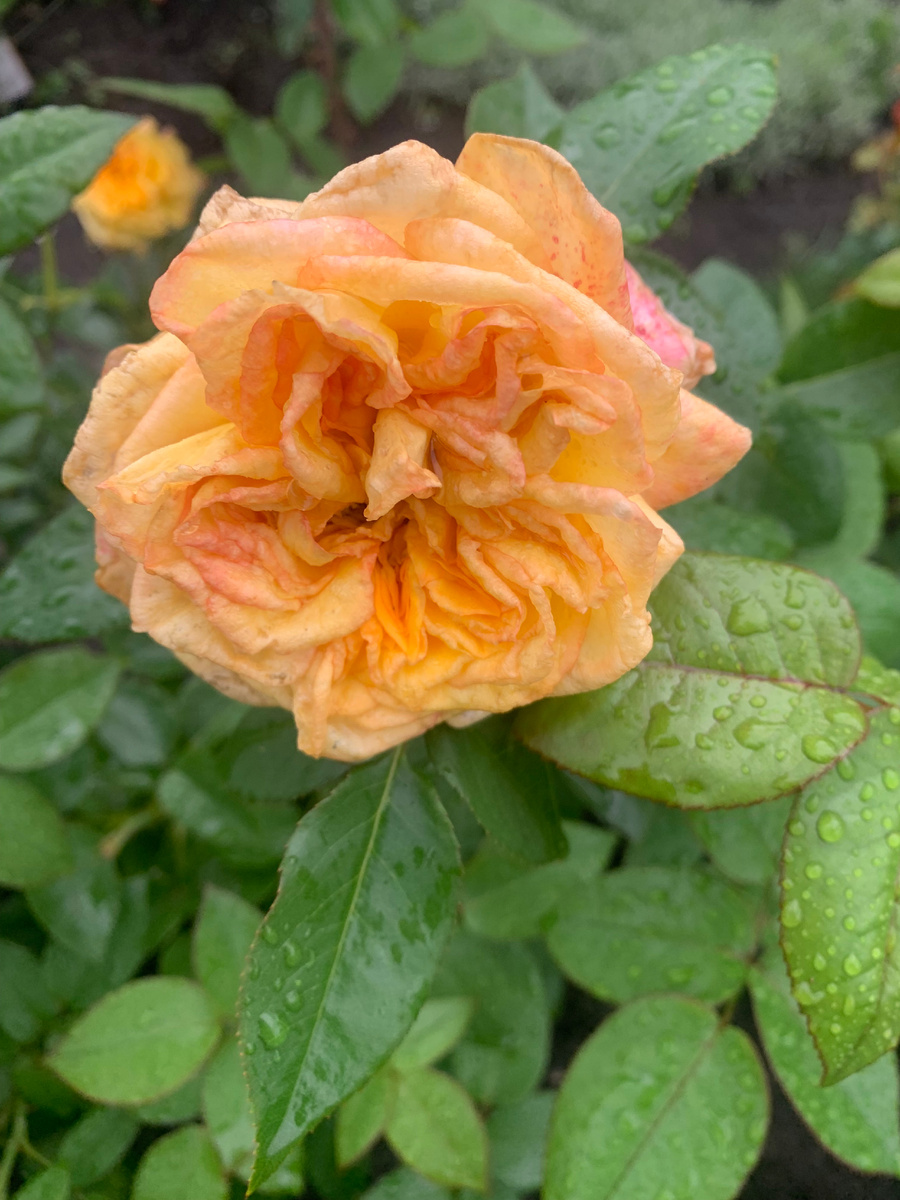 роза Анри Дельбар