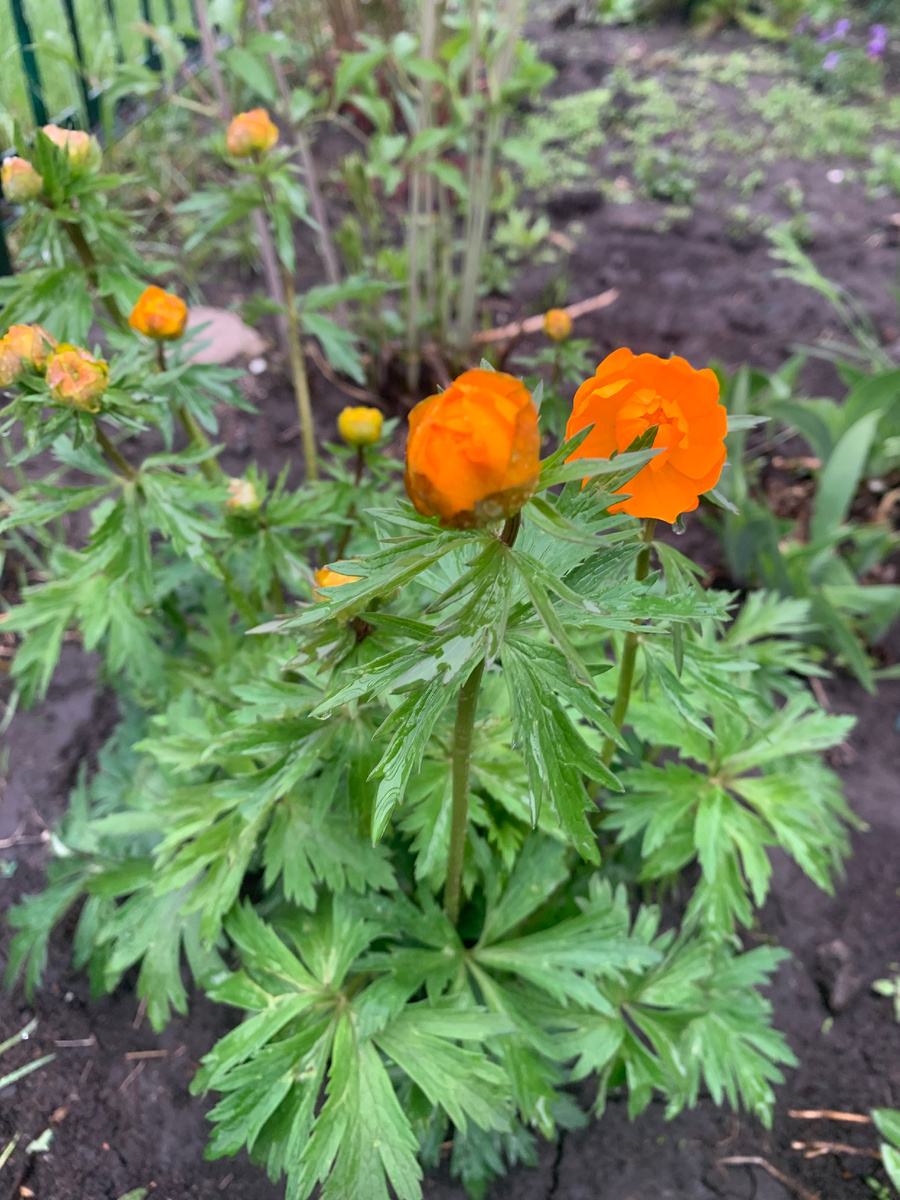 купальница