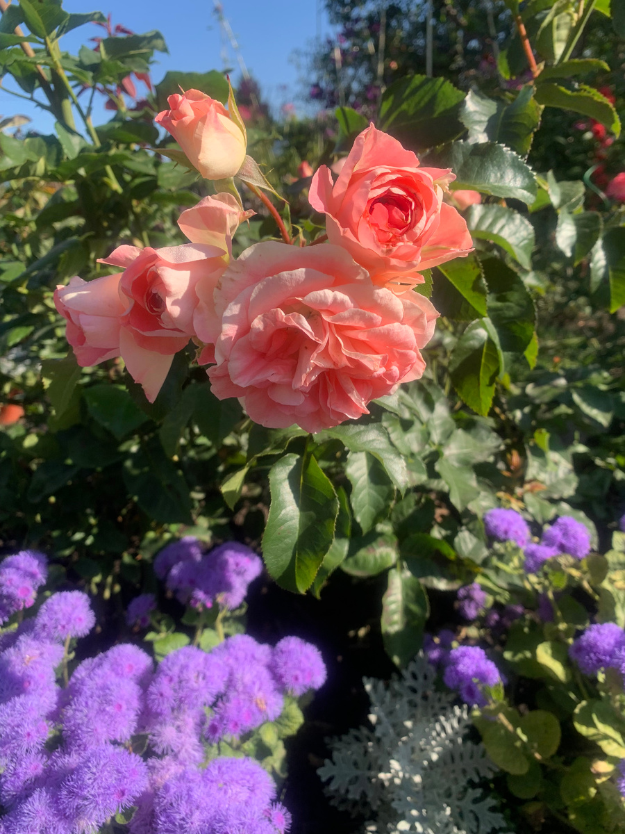 роза Дет Сэт, все фото автора