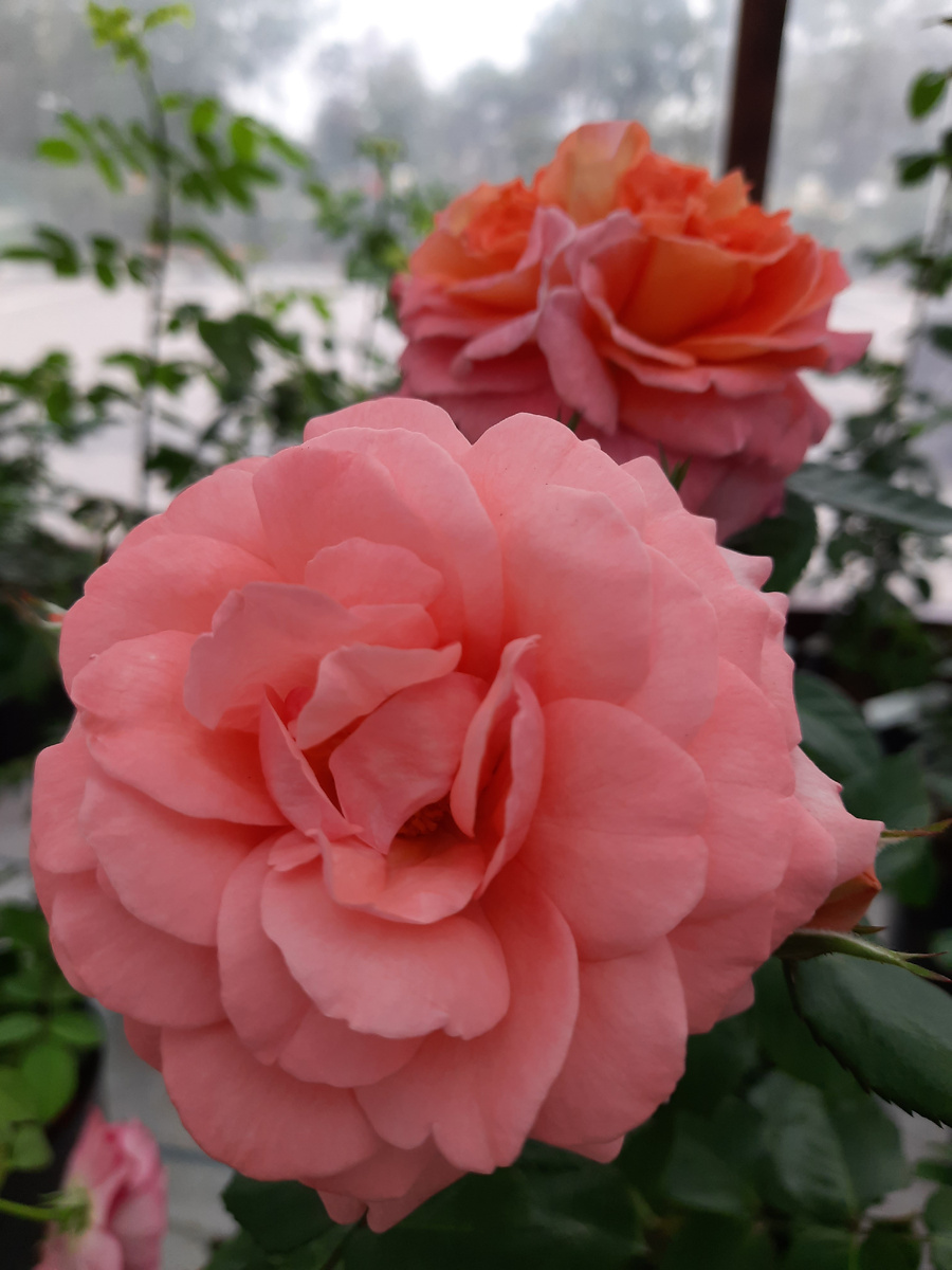  'Амелия Ренессанс'