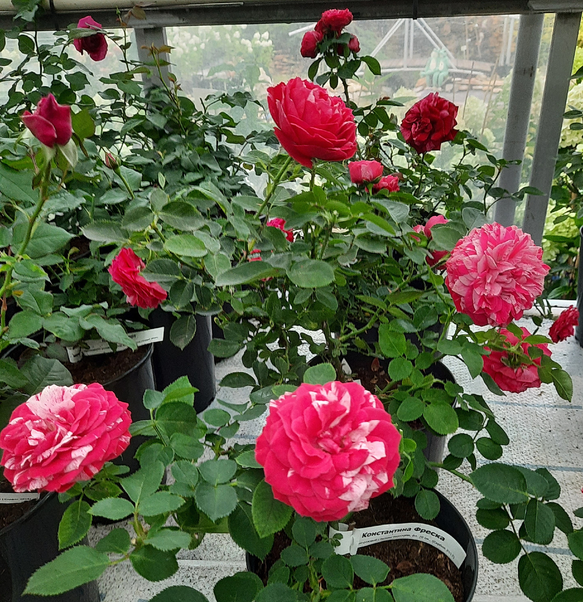 'Константина Фреска'