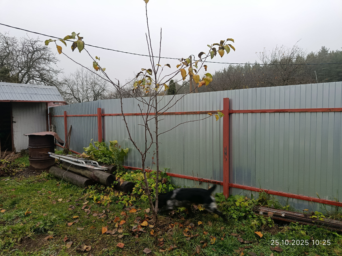 Тим ищет очередное яблоко