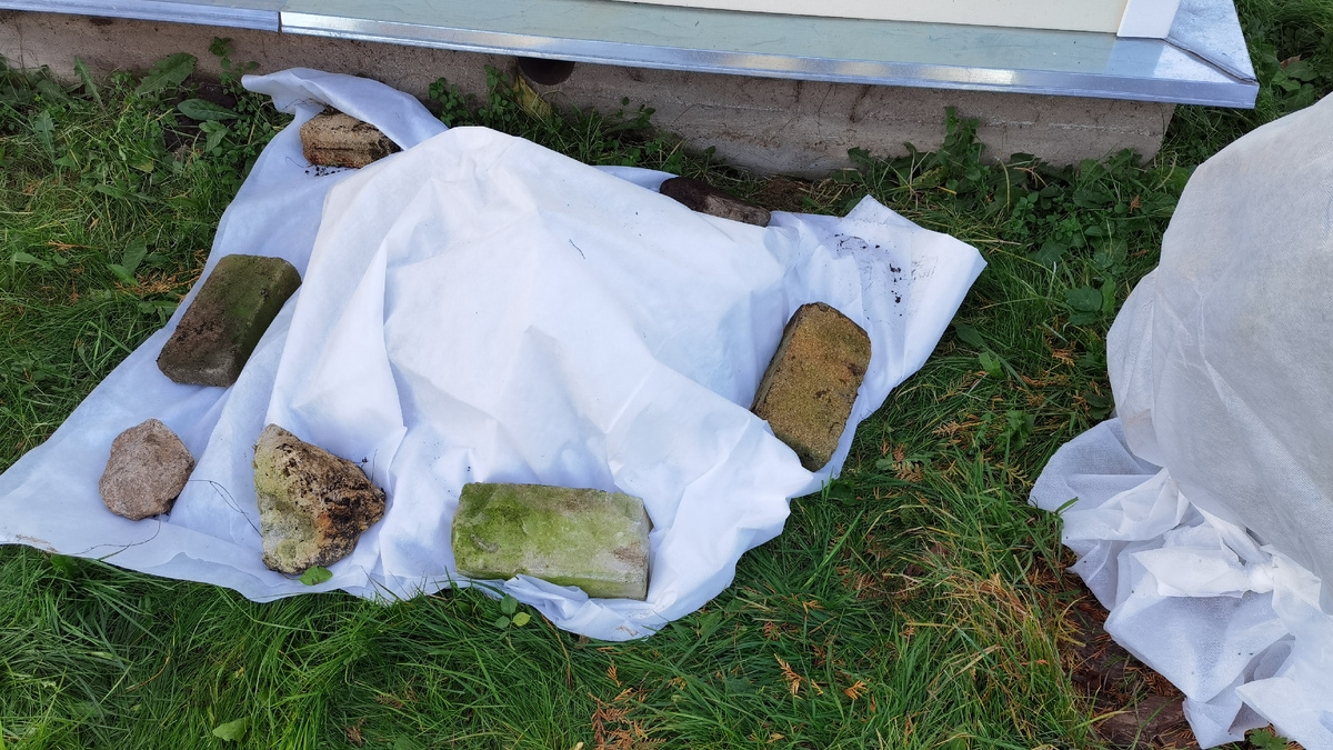 Результат разных способов укрытия роз - слева традиционное, справа мобильное