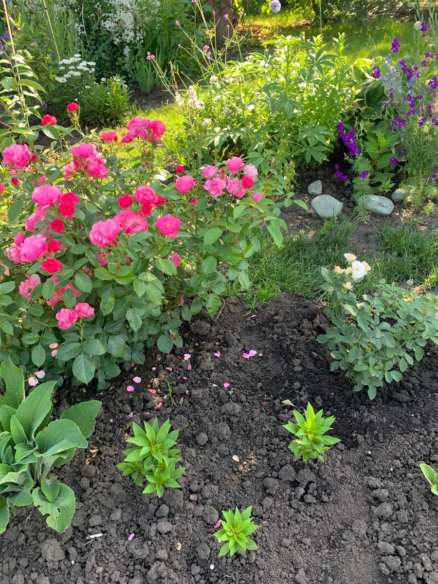 розы Ангела и Буке Парфе.