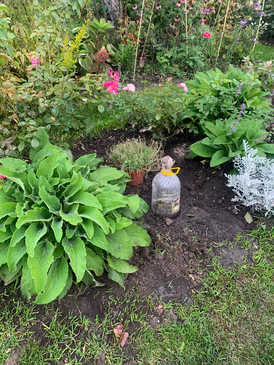 розарий У Арки Пьера, 20.09.25.