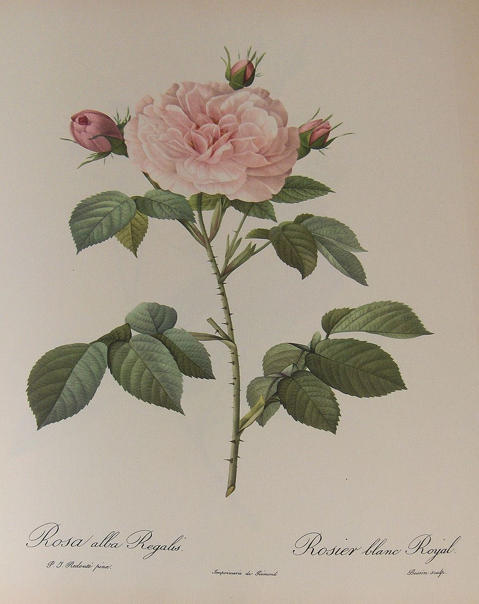   рисунок из коллекции художника Пьера-Жозефа Редуте 