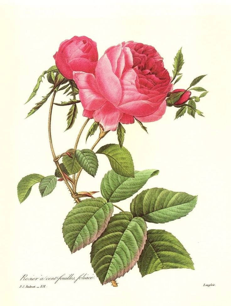  рисунок из коллекции художника Пьера-Жозефа Редуте 