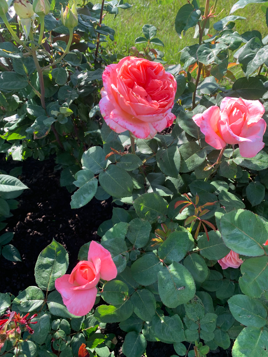 19.06.25.роза Мадемуазель Мейян, все фото автора