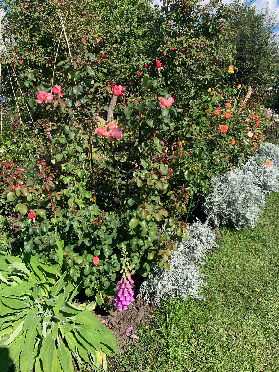 05.09.25.роза Мадемуазель Мейян