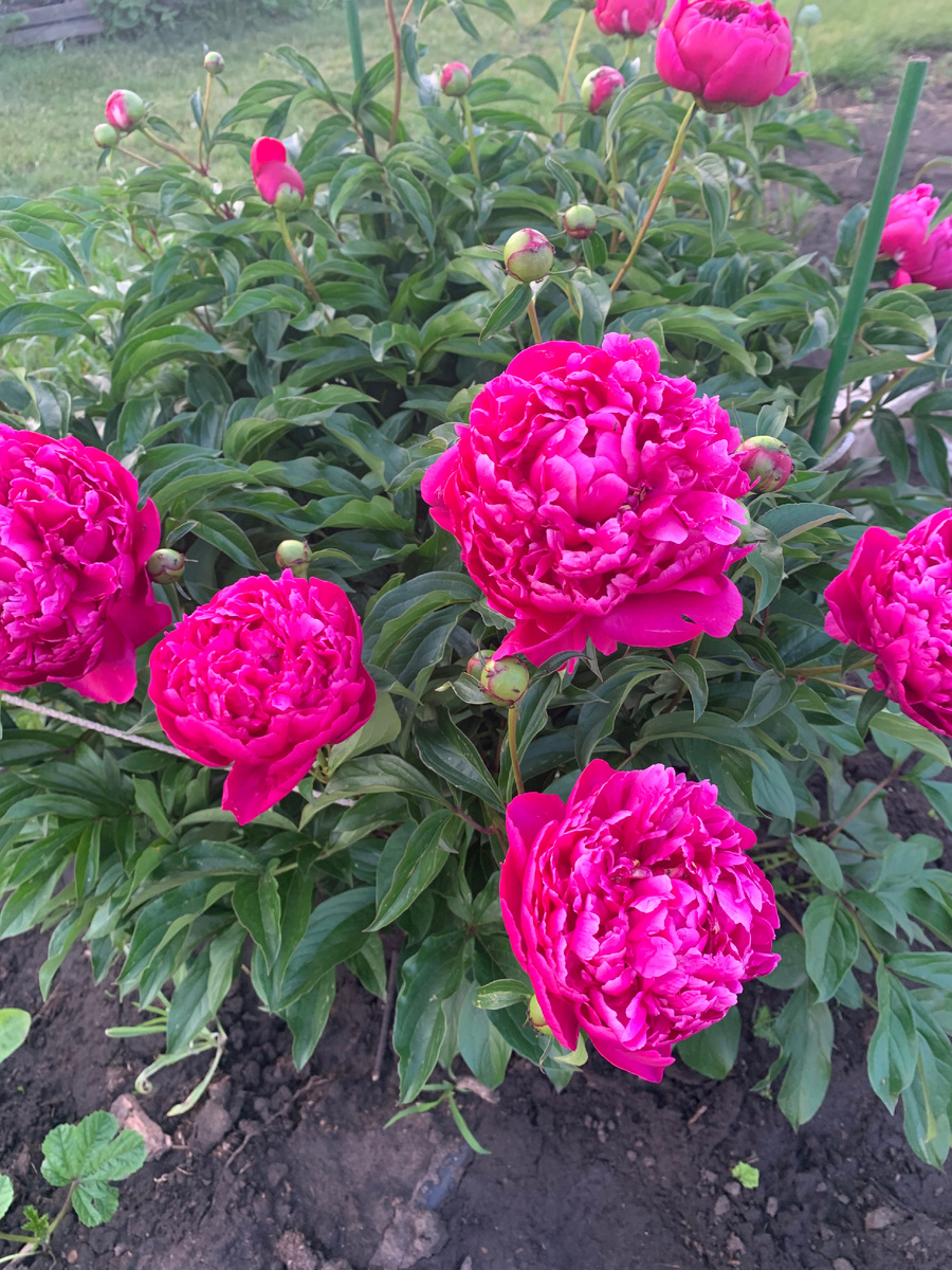 15.06.25. в галереи два фото.