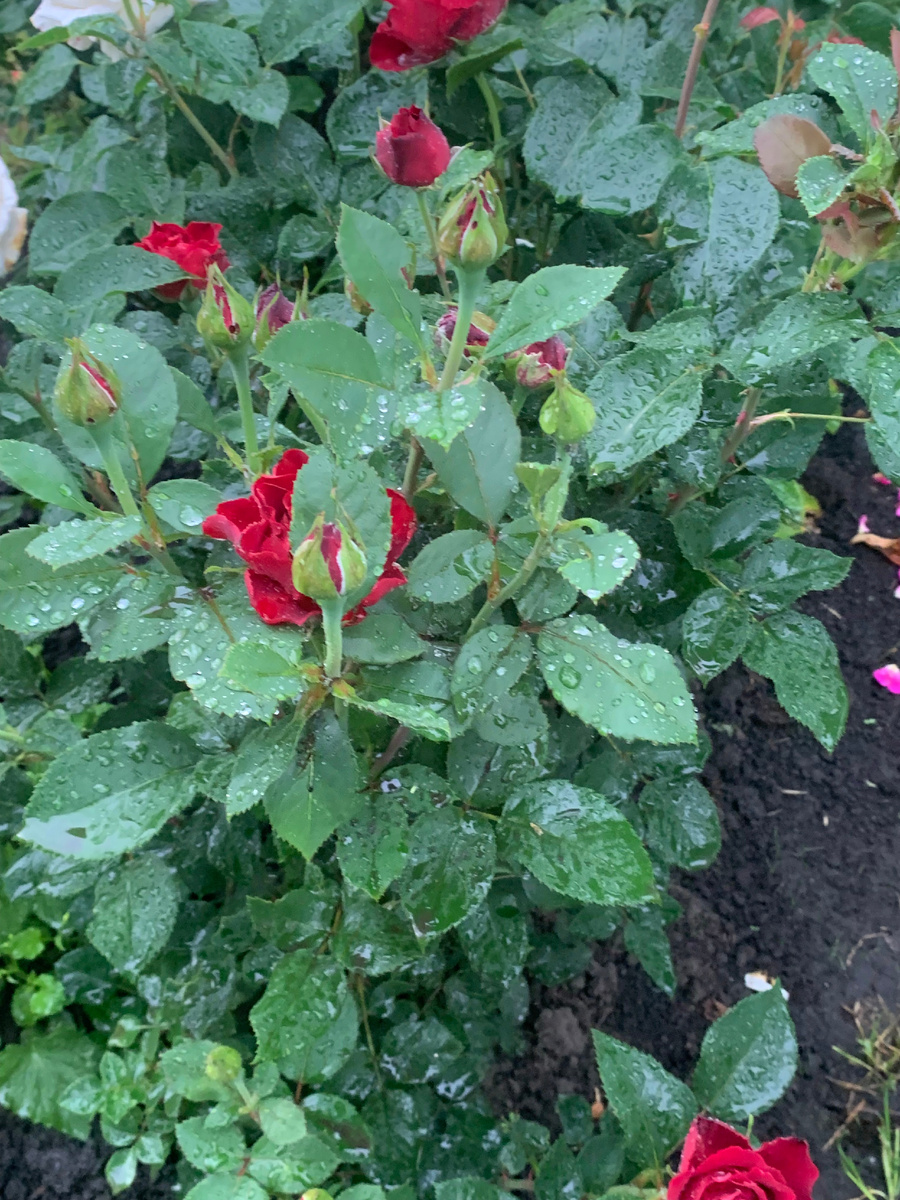 22.06.25.роза Омаж а Барбара, все фото автора