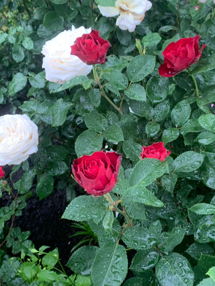 роза Омаж а Барбара