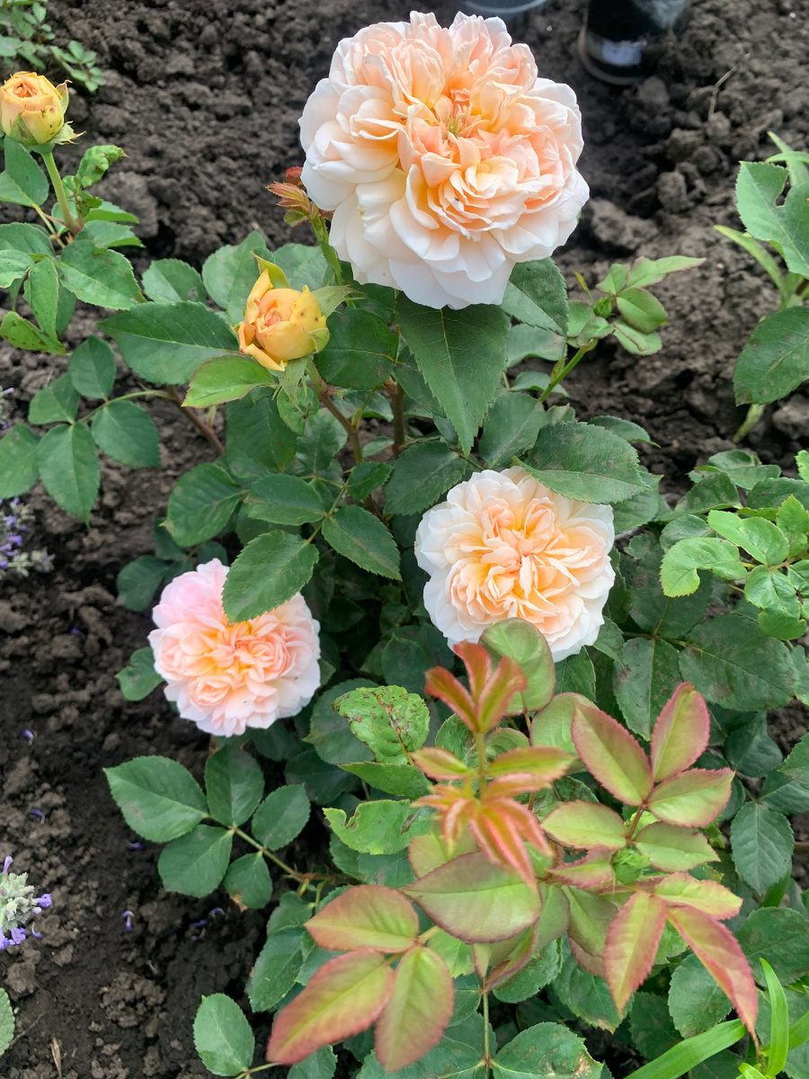 роза Эвелин, все фото автора