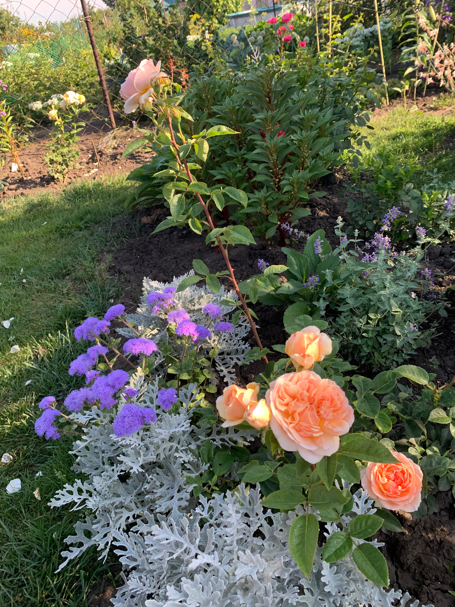 роза Эвелин