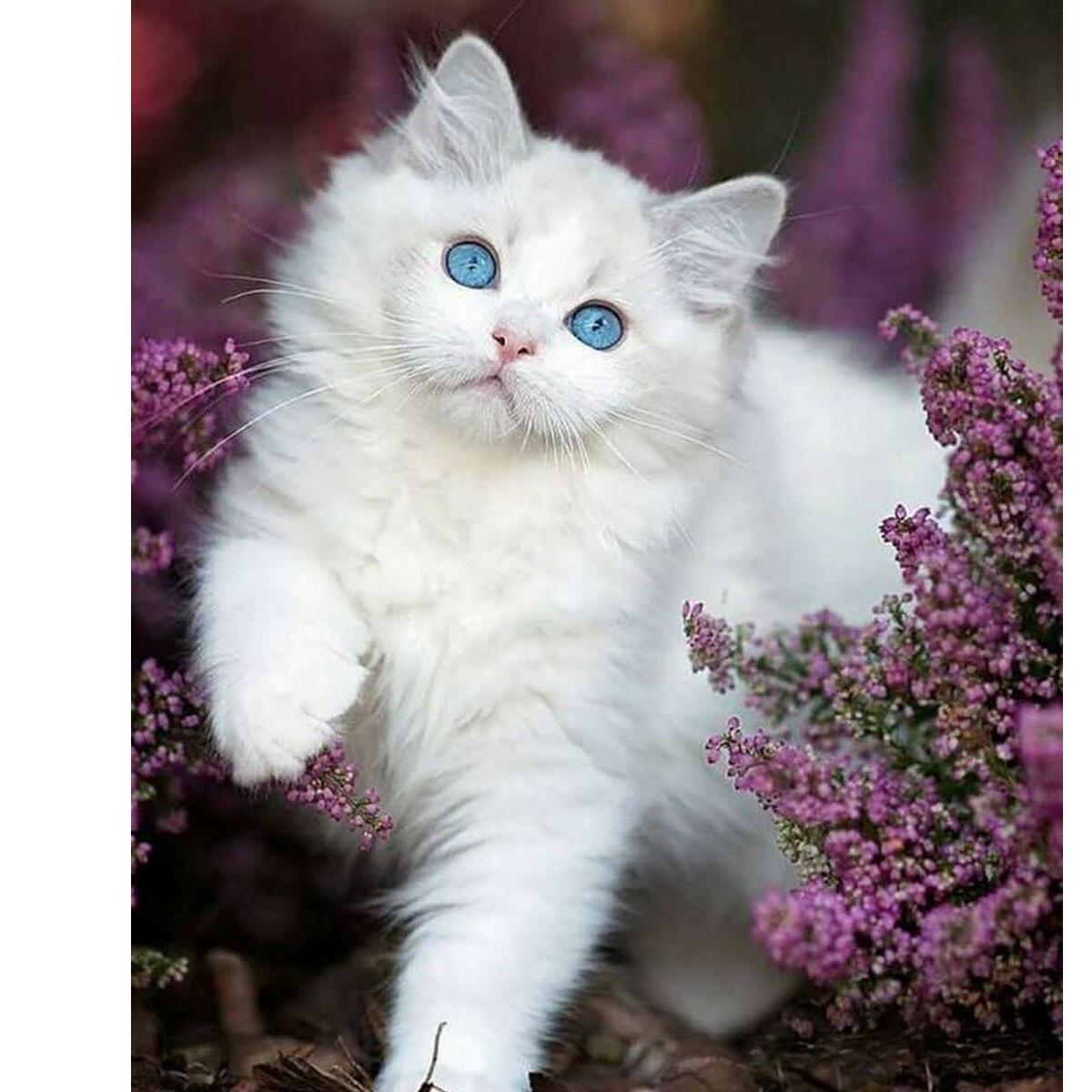 Фотография из интернета