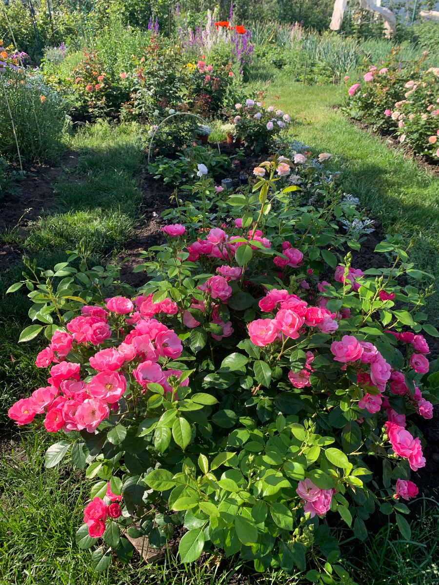 19.06.25. роза Ангела, все фото автора