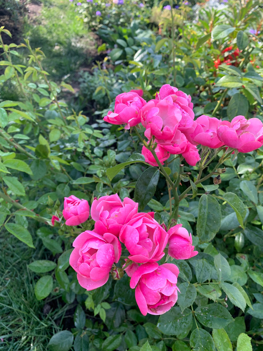 02.08.25. роза Ангела.