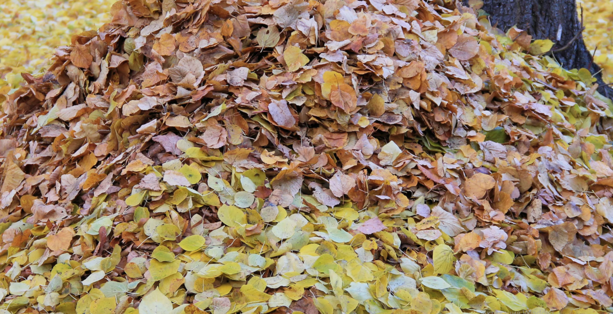 опад листовой