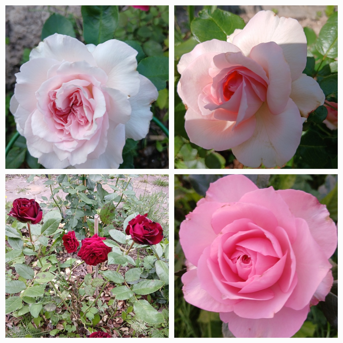 коллаж Ирины