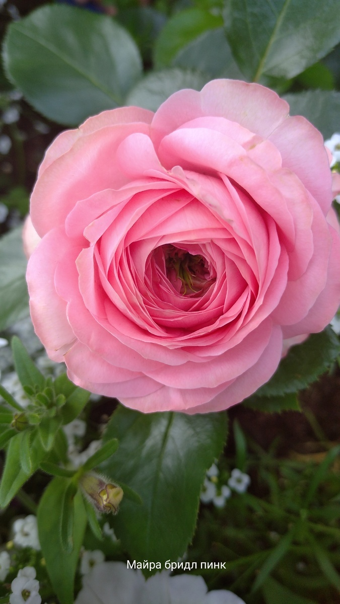 фото Марины Дмитриевны