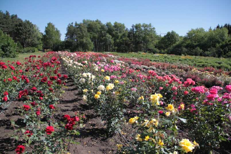 "АНГЛИЙСКИЕ РОЗЫ СЕЛЕКЦИИ ДЭВИДА ОСТИНА". -