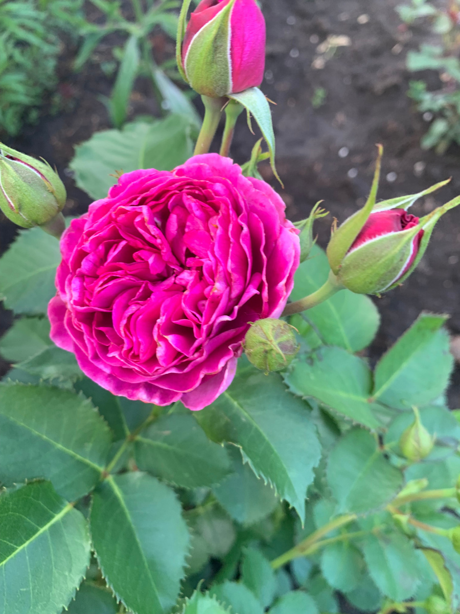 11.06.25. роза Минерва.