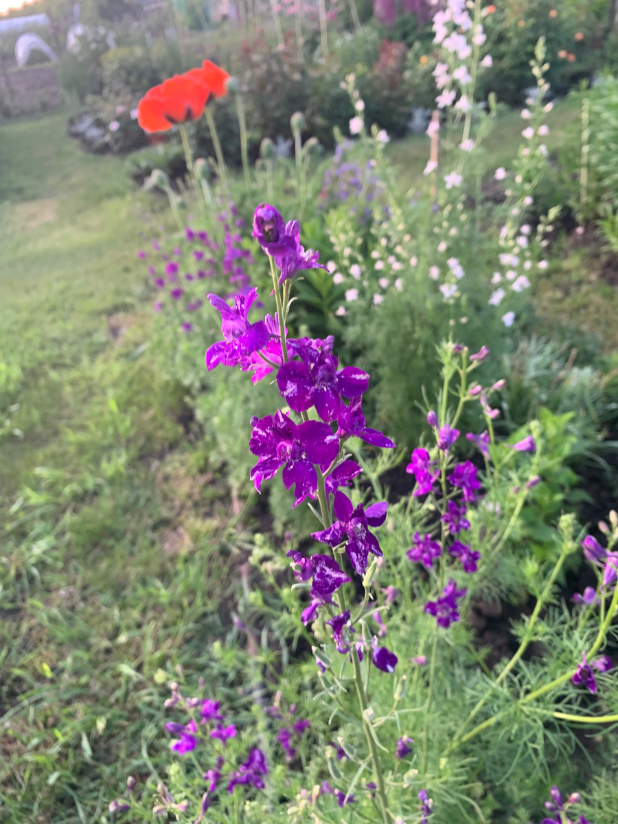 дельфиниум.