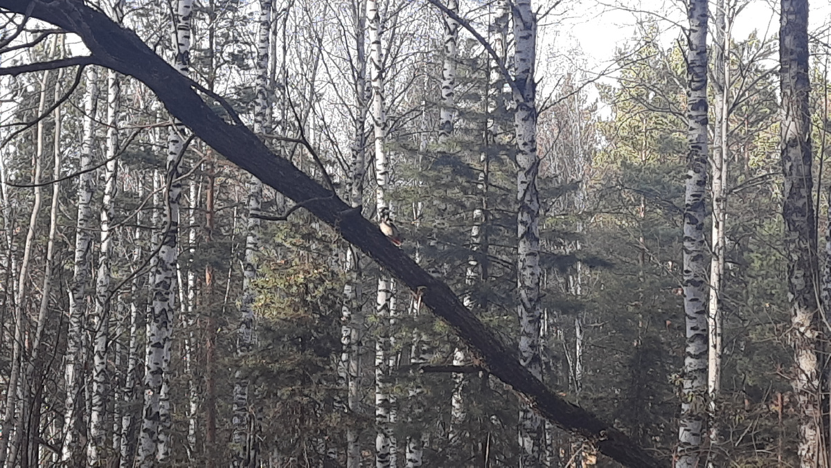 Дятел в лесу