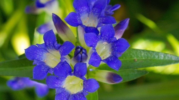 горечавка Даурская, фото из свободного источника.