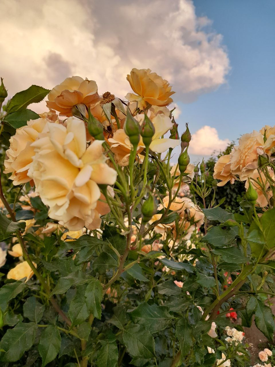  роза Тугезе Форэвэ