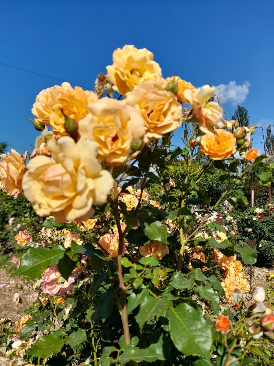 роза Тугезе Форево