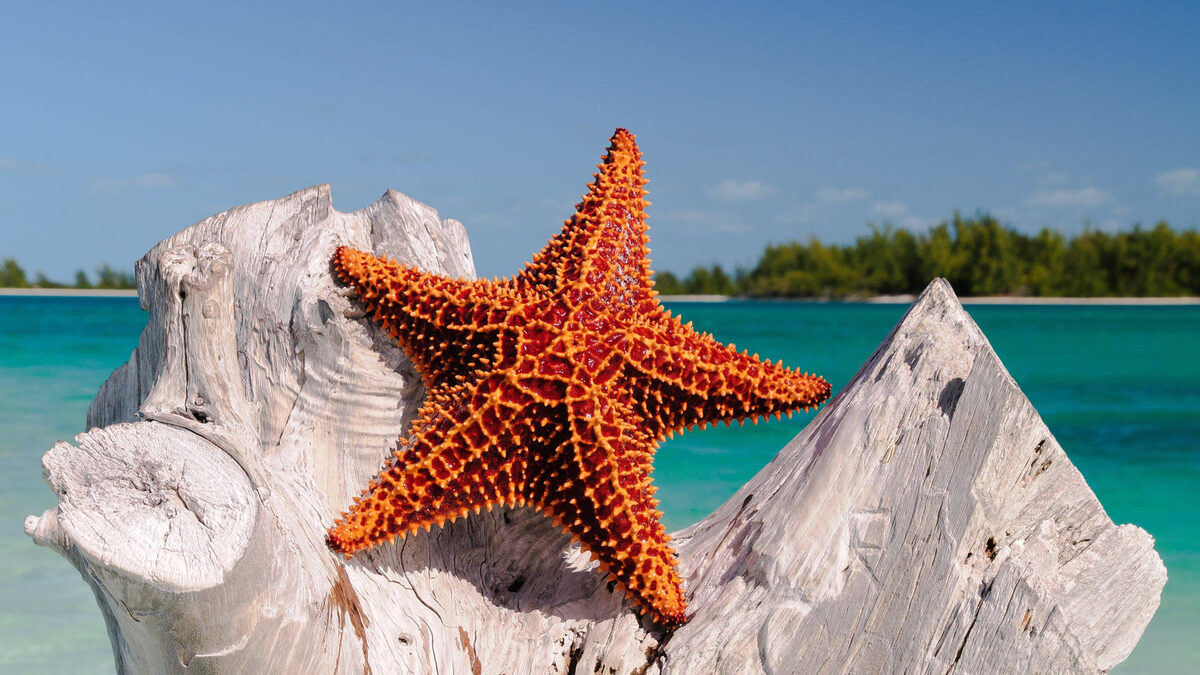 Фото с сайта: https://wallpapers.com/wallpapers/rough-brown-starfish-on-rock-formation-1fhkgdvf3s315d05.html