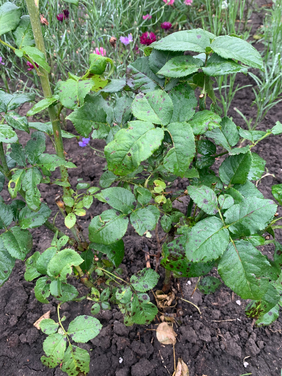 Роза заболела 16.07.25 года. Черные пятна на зеленых листьях.