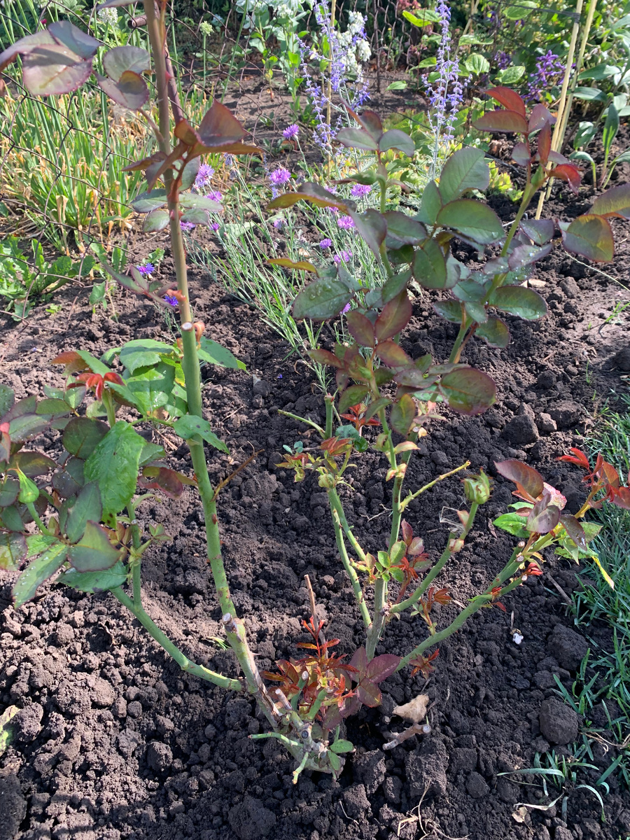 02.08.25. А здесь мы видим, что все старые листья роза потеряла. Но активно растут новые листья и побеги.