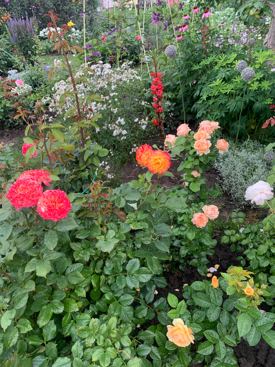 розы Гартеншпас,  Йорз ин Континьюд Фрэндшип, справа Ханзештадт Росток.