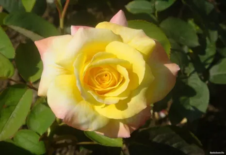 Солнышко, фото из свободного источника