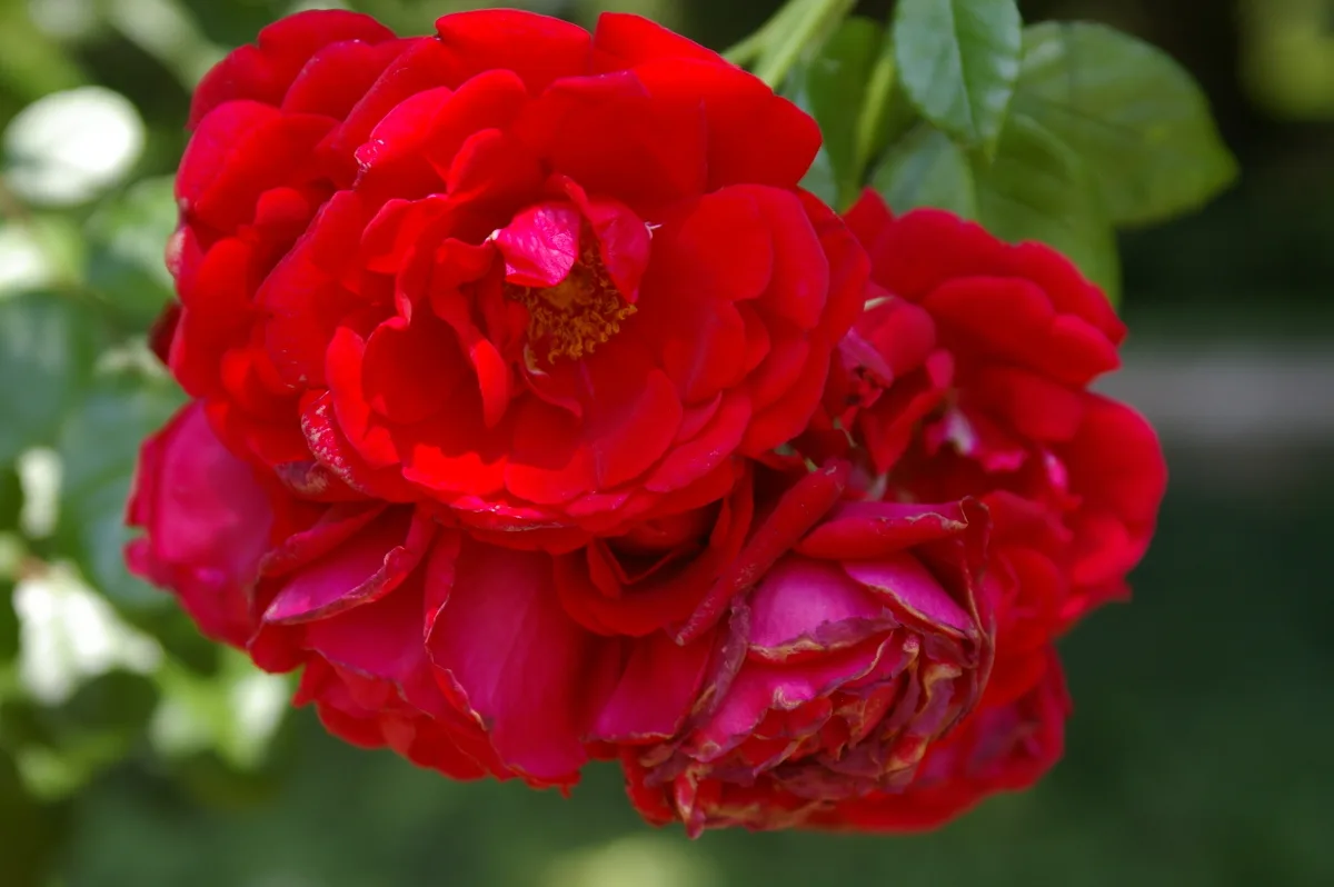 роза Ялтинские Звезды, фото из свободного источника