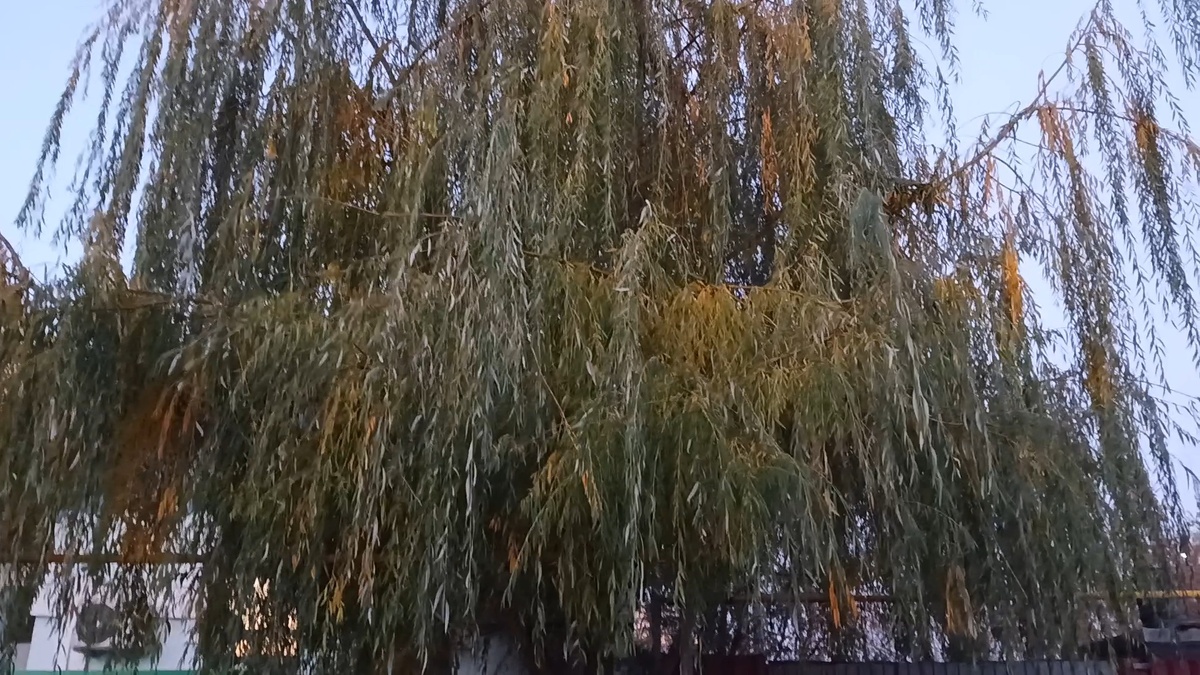 Фото автора  Ива.